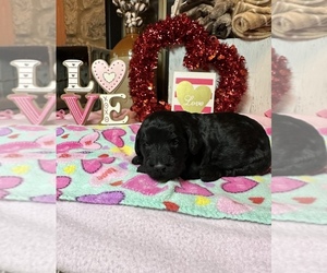 Goldendoodle Puppy for sale in MIDDLETON, TN, USA
