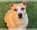 Small #1 American Pit Bull Terrier Mix