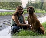 Small Photo #1 Rhodesian Ridgeback Puppy For Sale in MAYFIELD, KY, USA