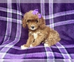 Small #4 Cavapoo