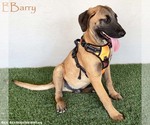 Small #3 Black Mouth Cur Mix