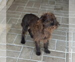 Small #3 Mutt