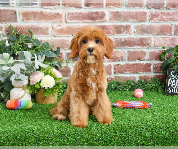Medium Photo #3 Cavapoo (Miniature) Puppy For Sale in SYRACUSE, IN, USA