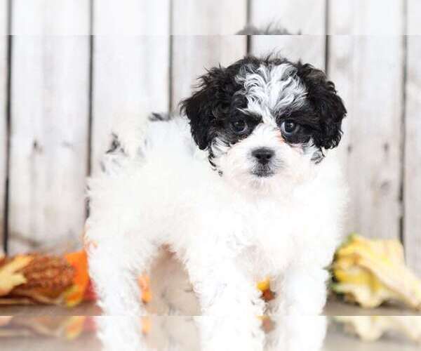 Medium Photo #1 Shih-Poo Puppy For Sale in MOUNT VERNON, OH, USA