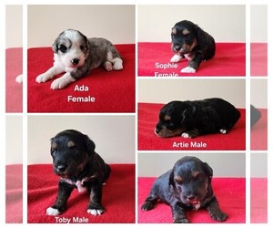 Miniature Australian Shepherd-Poodle (Toy) Mix Puppy for Sale in HUNTSVILLE, Alabama USA