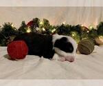 Small Photo #1 Australian Shepherd-Pembroke Welsh Corgi Mix Puppy For Sale in LUSK, WY, USA