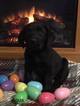 Small Photo #1 Labrador Retriever Puppy For Sale in NOTTINGHAM, PA, USA