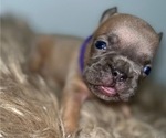 Small #7 French Bulldog