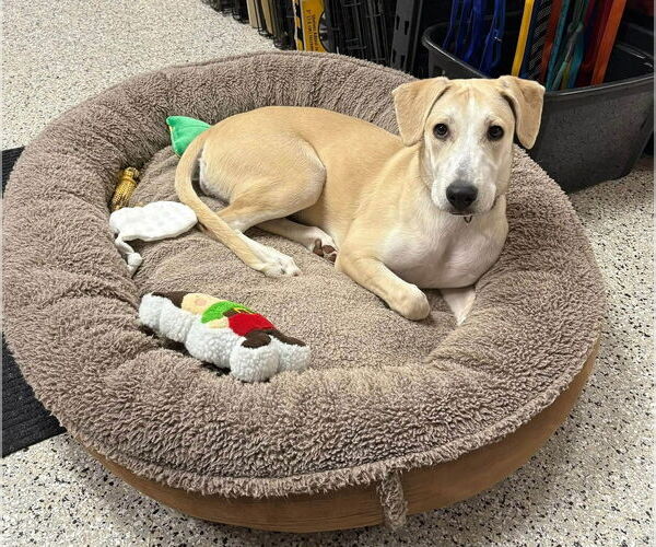 Medium Photo #2 Mutt Puppy For Sale in Plymouth, MN, USA