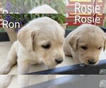 Small #6 Labrador Retriever
