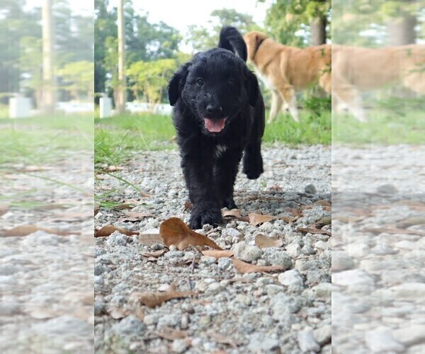 Medium Photo #3 Aussiedoodle Puppy For Sale in CONWAY, SC, USA