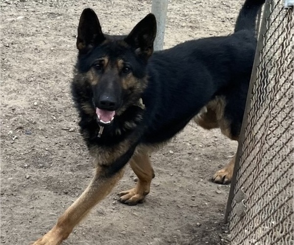 Medium Photo #1 German Shepherd Dog Puppy For Sale in SUMPTER TWP, MI, USA