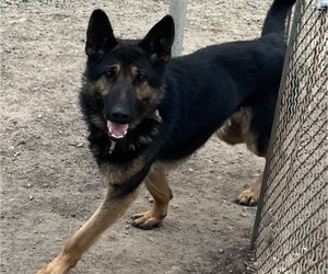 Father of the German Shepherd Dog puppies born on 07/09/2025