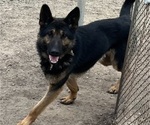 Small Photo #1 German Shepherd Dog Puppy For Sale in SUMPTER TWP, MI, USA