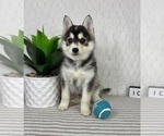 Small #3 Pomsky