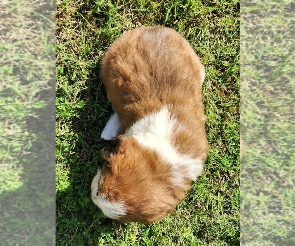 Medium Photo #41 Saint Bernard Puppy For Sale in TURLOCK, CA, USA