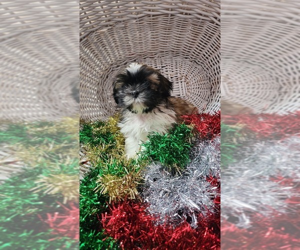 Medium Photo #3 Shih Tzu Puppy For Sale in GREENWOOD, WI, USA
