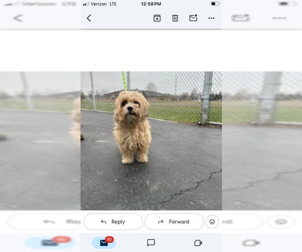 Medium Photo #3 Cock-A-Poo-Unknown Mix Puppy For Sale in Holland, MI, USA