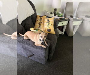 Chihuahua-Unknown Mix Dogs for adoption in Plainfield, IL, USA