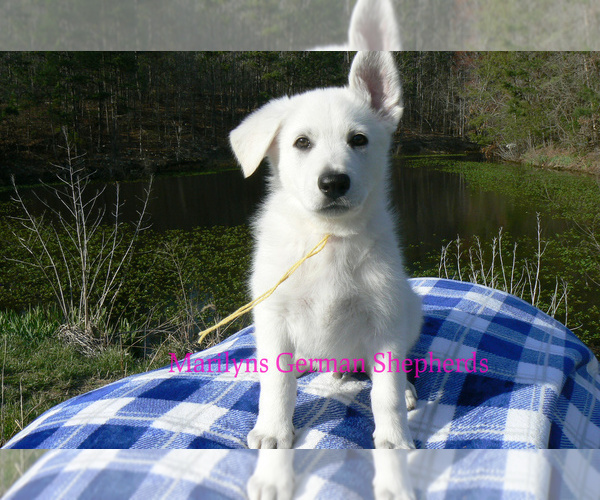 Medium Photo #1 German Shepherd Dog Puppy For Sale in PIEDMONT, MO, USA