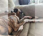 Small #6 Boxer