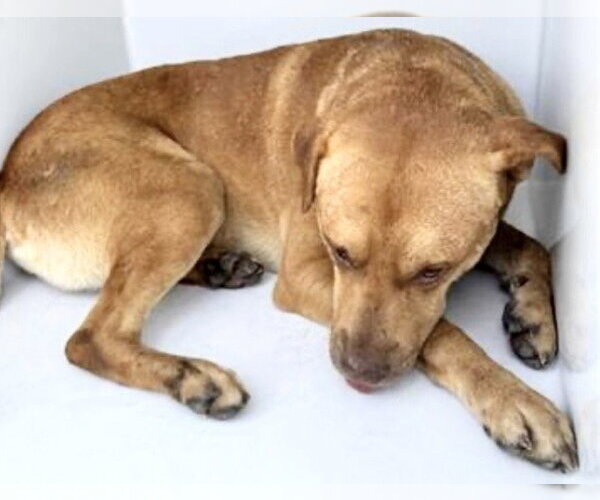 Medium Photo #1 Labrador Retriever-Unknown Mix Puppy For Sale in Houston, TX, USA