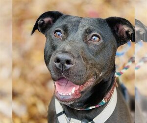 Sooney *Adopt or Foster* - Female Labrador Retriever-Unknown Mix Dog for Adoption - Photo #3
