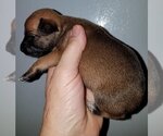 Small #17 Chihuahua Mix