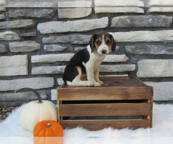 Medium Photo #23 Beagle Puppy For Sale in SUGARCREEK, OH, USA