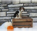 Small Photo #23 Beagle Puppy For Sale in SUGARCREEK, OH, USA
