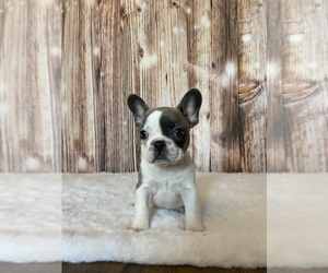 French Bulldog Puppy for sale in SEALY, TX, USA