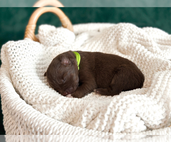 Medium Photo #1 Australian Shepherd Puppy For Sale in BOUTON, IA, USA