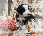 Puppy Smokey Australian Shepherd