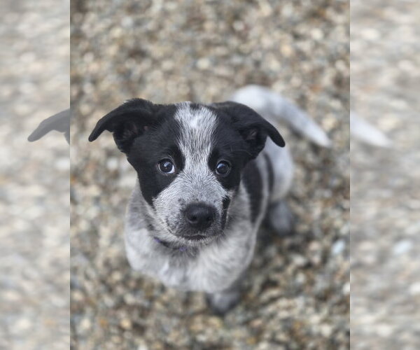 Medium Photo #1 Mutt Puppy For Sale in Garden City, NY, USA