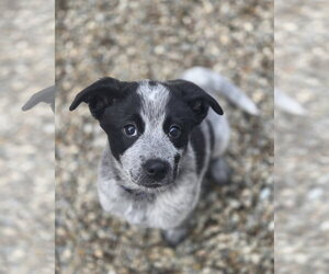 Mutt Dogs for adoption in Garden City, NY, USA