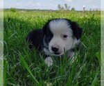 Small Photo #8 Border Collie Puppy For Sale in NORBORNE, MO, USA
