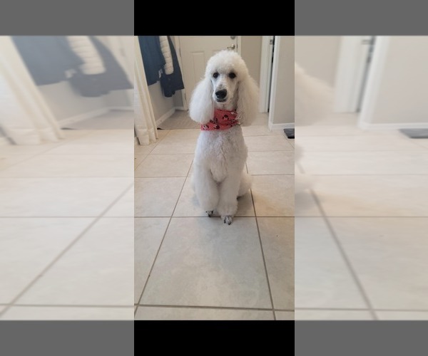 Medium Photo #1 Labradoodle Puppy For Sale in WINTER GARDEN, FL, USA