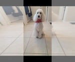 Small Photo #1 Labradoodle Puppy For Sale in WINTER GARDEN, FL, USA