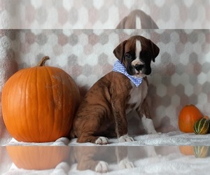 Boxer Puppy for sale in LANCASTER, PA, USA