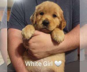 Golden Retriever Puppy for sale in PHELAN, CA, USA