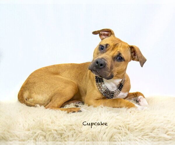 Medium Photo #2 Black Mouth Cur-Unknown Mix Puppy For Sale in Hot Springs Village, AR, USA