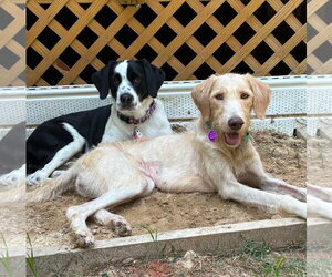 Ivy - Female Labradoodle Dog for Adoption - Photo #4