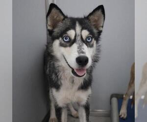 - Mix Dogs for adoption in San Antonio, TX, USA