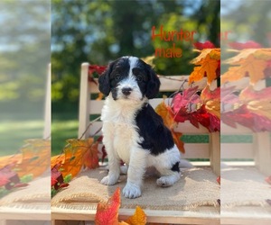 Bernedoodle (Miniature) (+ Poodle Miniature) Puppy for sale in WOODBURY, TN, USA