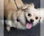 Small #5 Pekingese Mix