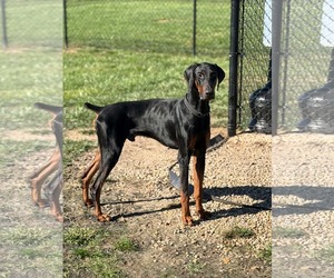 Doberman Pinscher Dogs for adoption in Buffalo, MN, USA