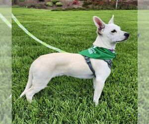 Lucky Zero - Male Chiweenie Dog for Adoption - Photo #2