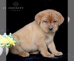 Small Photo #1 Labrador Retriever Puppy For Sale in GAP, PA, USA