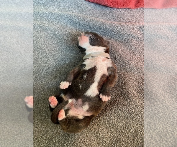 Medium Photo #6 Boxer Puppy For Sale in WEST COLUMBIA, SC, USA
