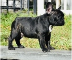 Small Photo #8 French Bulldog Puppy For Sale in Hollywood, FL, USA